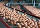 Egg Producers Finally Receive Cost Price After Years of Loss
