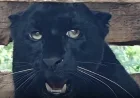 RARE BLACK PANTHER SPOTTED IN ILAM