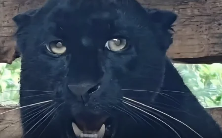 RARE BLACK PANTHER SPOTTED IN ILAM