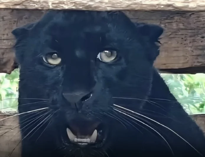 RARE BLACK PANTHER SPOTTED IN ILAM