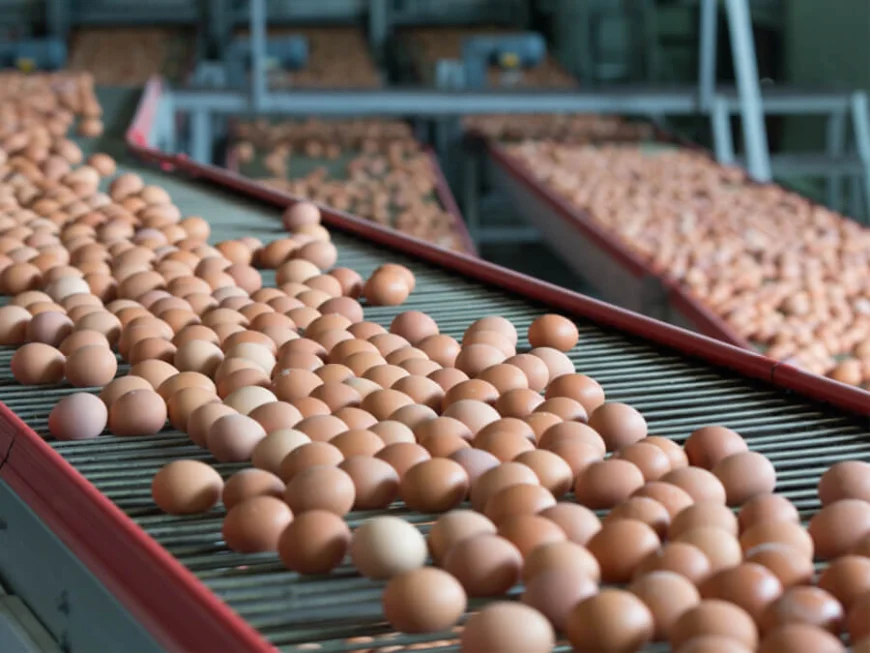 Egg Producers Finally Receive Cost Price After Years of Loss
