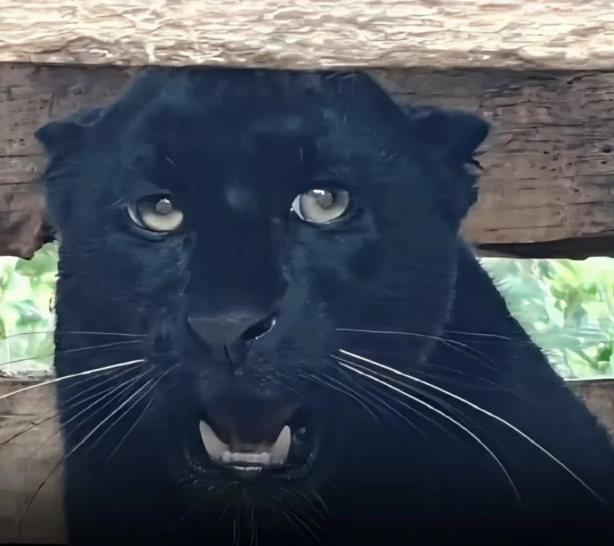 RARE BLACK PANTHER SPOTTED IN ILAM