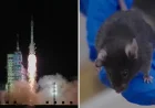 China Sends Mice to Space: All Four Return Safely