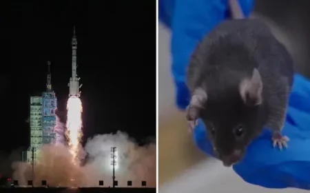 China Sends Mice to Space: All Four Return Safely
