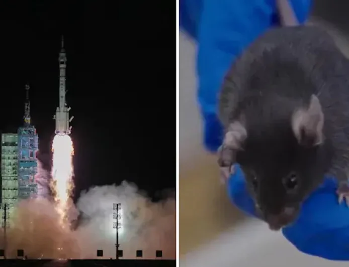 China Sends Mice to Space: All Four Return Safely