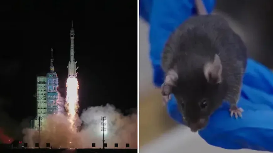 China Sends Mice to Space: All Four Return Safely