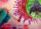 Understanding the Nipah Virus: Symptoms, Spread, and Recent Developments
