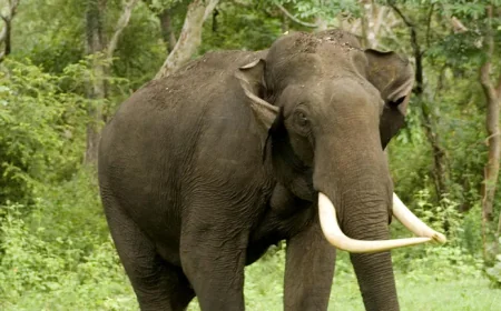 Six Year Old Dies in Kanchanpur Elephant Attack