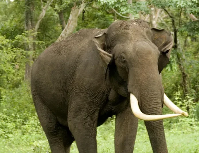 Six Year Old Dies in Kanchanpur Elephant Attack