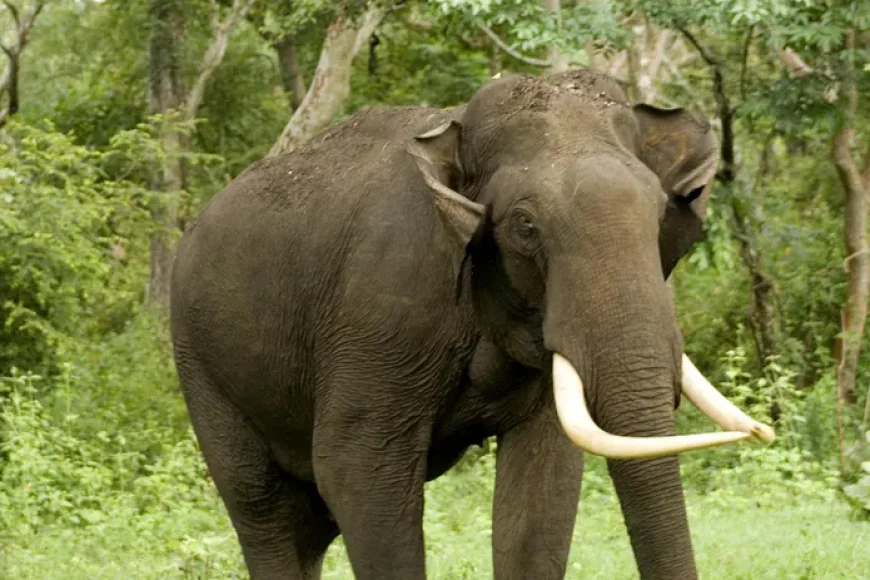 Six Year Old Dies in Kanchanpur Elephant Attack