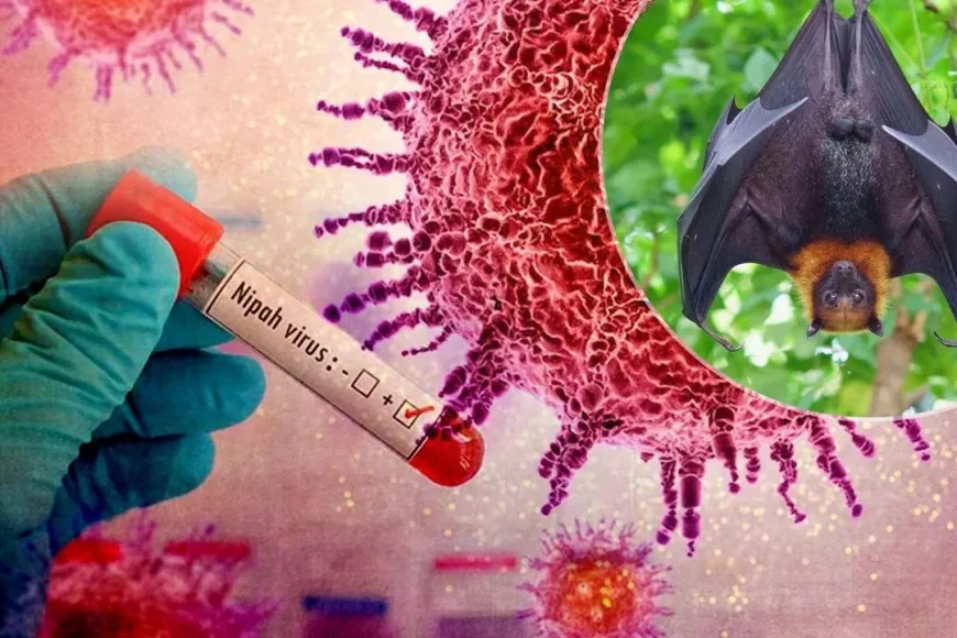 Understanding the Nipah Virus: Symptoms, Spread, and Recent Developments