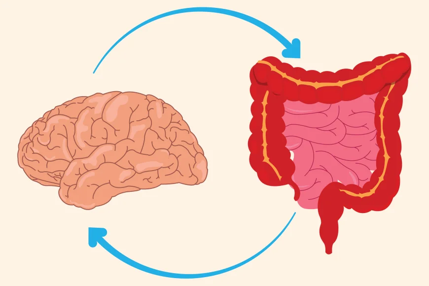 How Gut Health Influences Your Mind: The Gut-Brain Connection