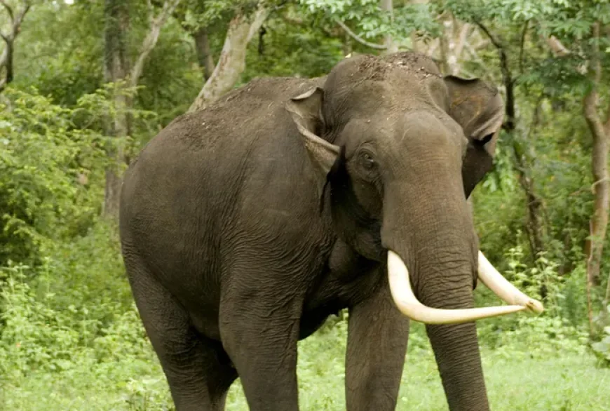 Six Year Old Dies in Kanchanpur Elephant Attack