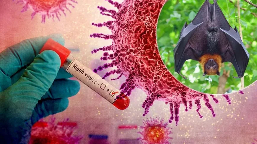 Understanding the Nipah Virus: Symptoms, Spread, and Recent Developments